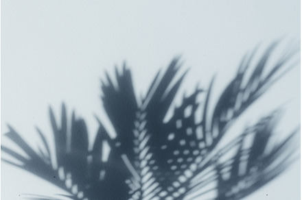 Palm leaf shadows on blue wall. Copy