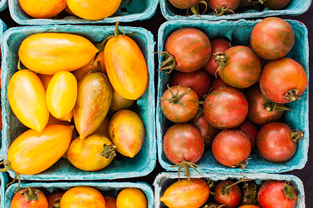 Colorful tomatoes at the farm featuring autumn, fall, and harvest