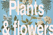 Plants & Flowers Illustrations, a Background Graphic by Nomad Visuals (Thumbnail 1 of 14)