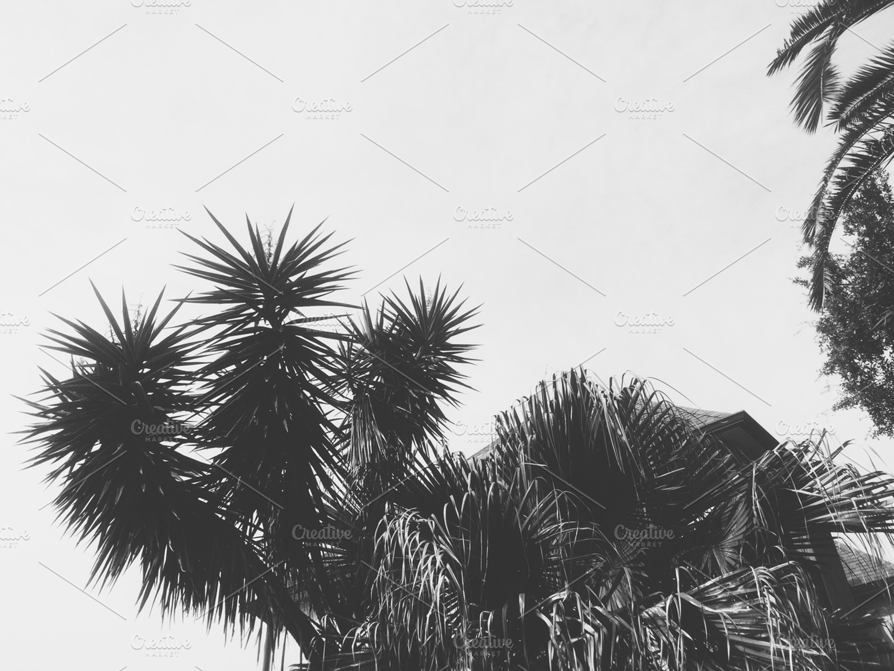 Black and White Palm Trees, a Nature Photo by Juliet Meeks Design