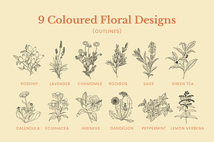 Tea Herb Illustrations Patterns