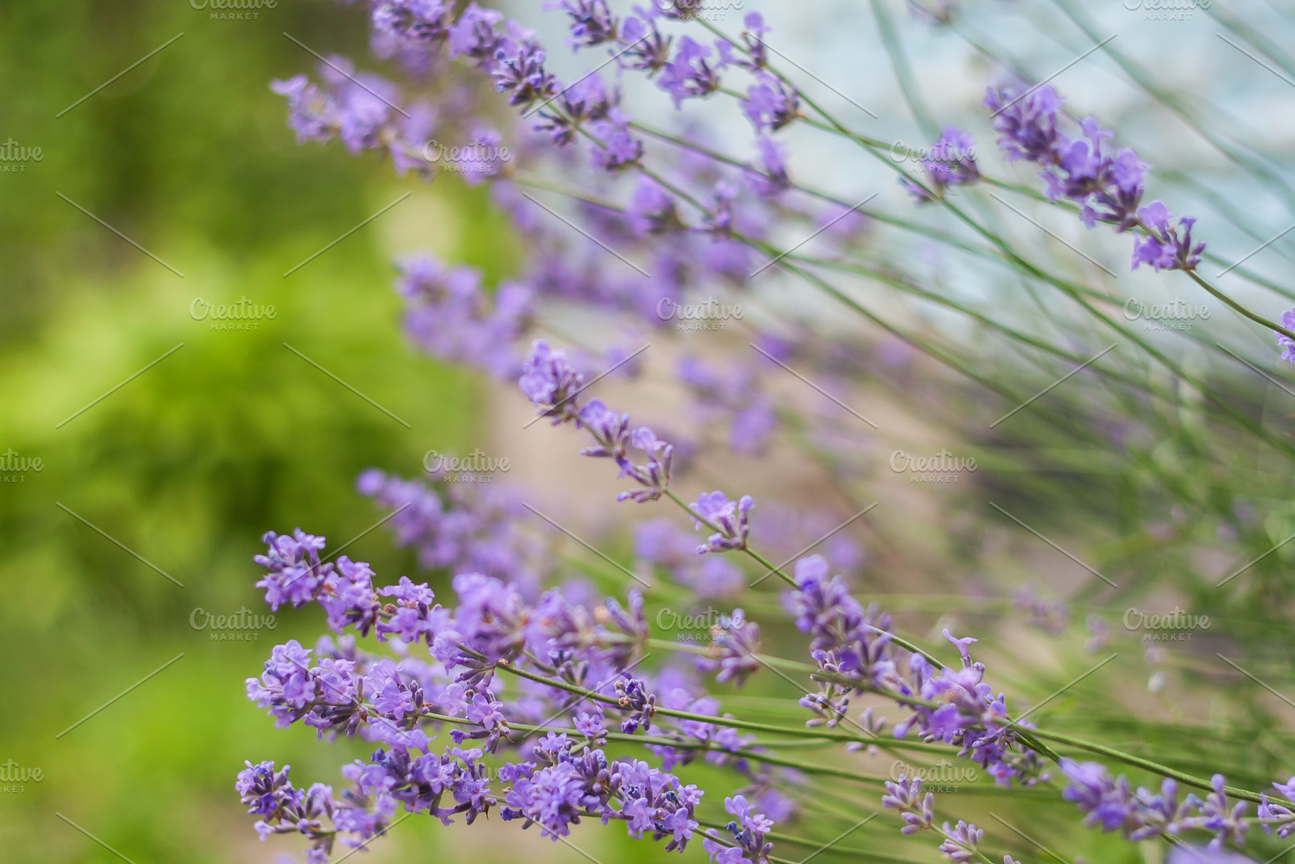 Bush with lavender flowers in blur in sunlight, a Nature Photo by TanaCh