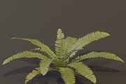 A realistic 3D fern, a Plants & Tree 3D Model by FuturePastCreatives (Thumbnail 4 of 4)
