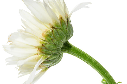 White blooming chamomile bud on isolated background