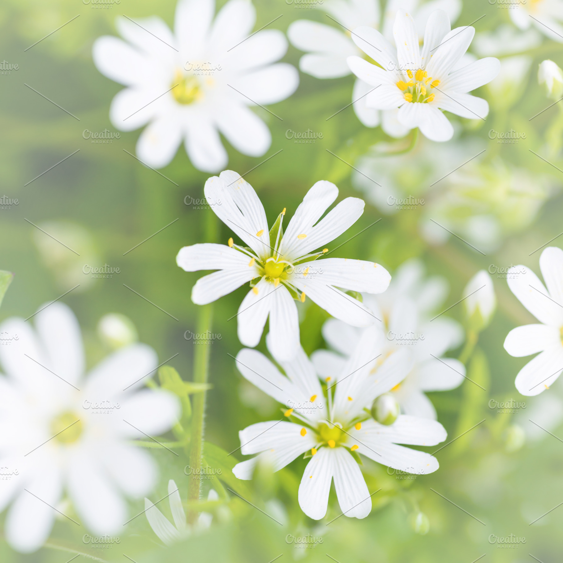 Wild white flowers and green grass, a Nature Photo by Vapi