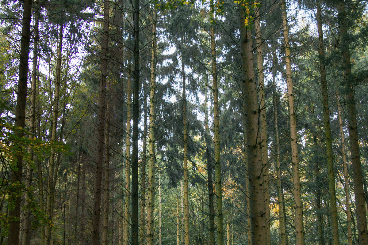 Mobile Lightroom Presets, an Action Add-On by The Red Pine (Photo 8 of 9)