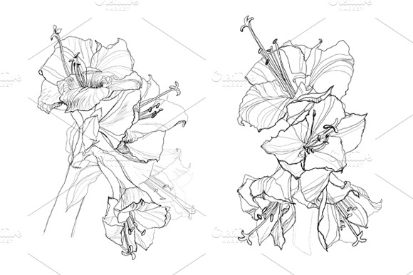 Hibiscus Flower Pencil Drawing