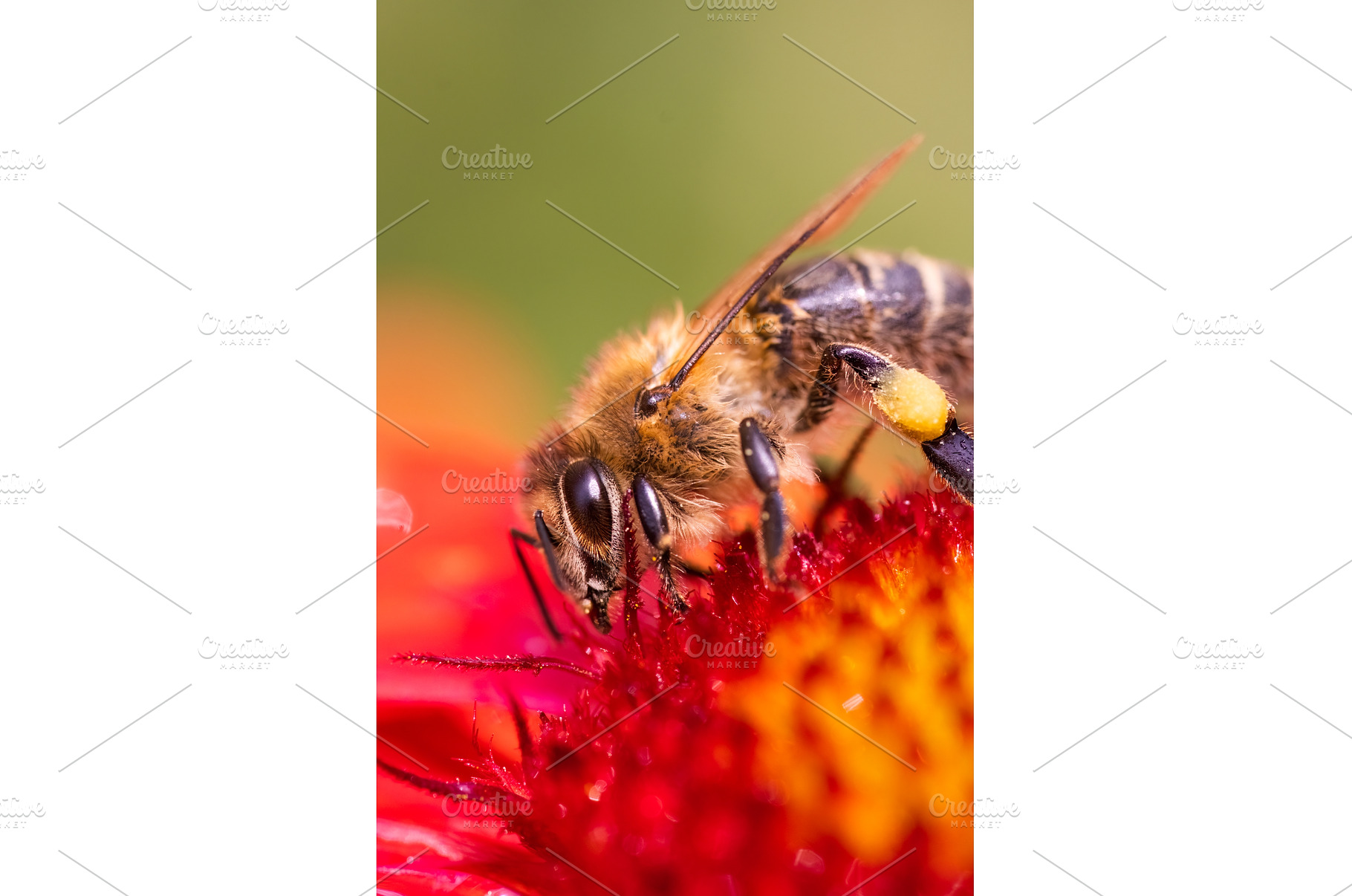 Closeup of Honey bee collecting, an Animal Photo by MadPhotos