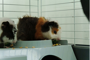 Guinea pig peeks out of its cozy, an Animal Photo by darksoul72