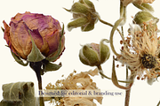 Airy Meadow – Dried Rose & Meadow Se, an Object Graphic by Aga Silva (Thumbnail 6 of 7)