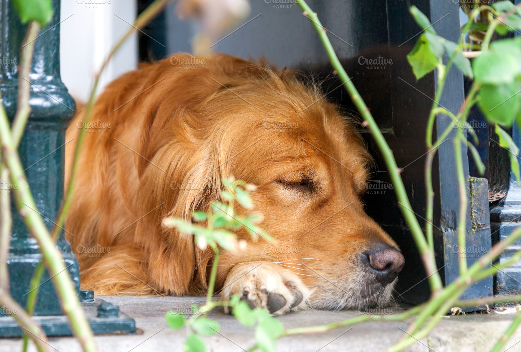 Furry brown dog laying and sleeping, an Animal Photo by BOOCYS