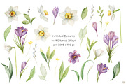 Watercolor Daffodils and Saffron, a Decorative Illustration by Elena Medvedeva (Thumbnail 2 of 8)