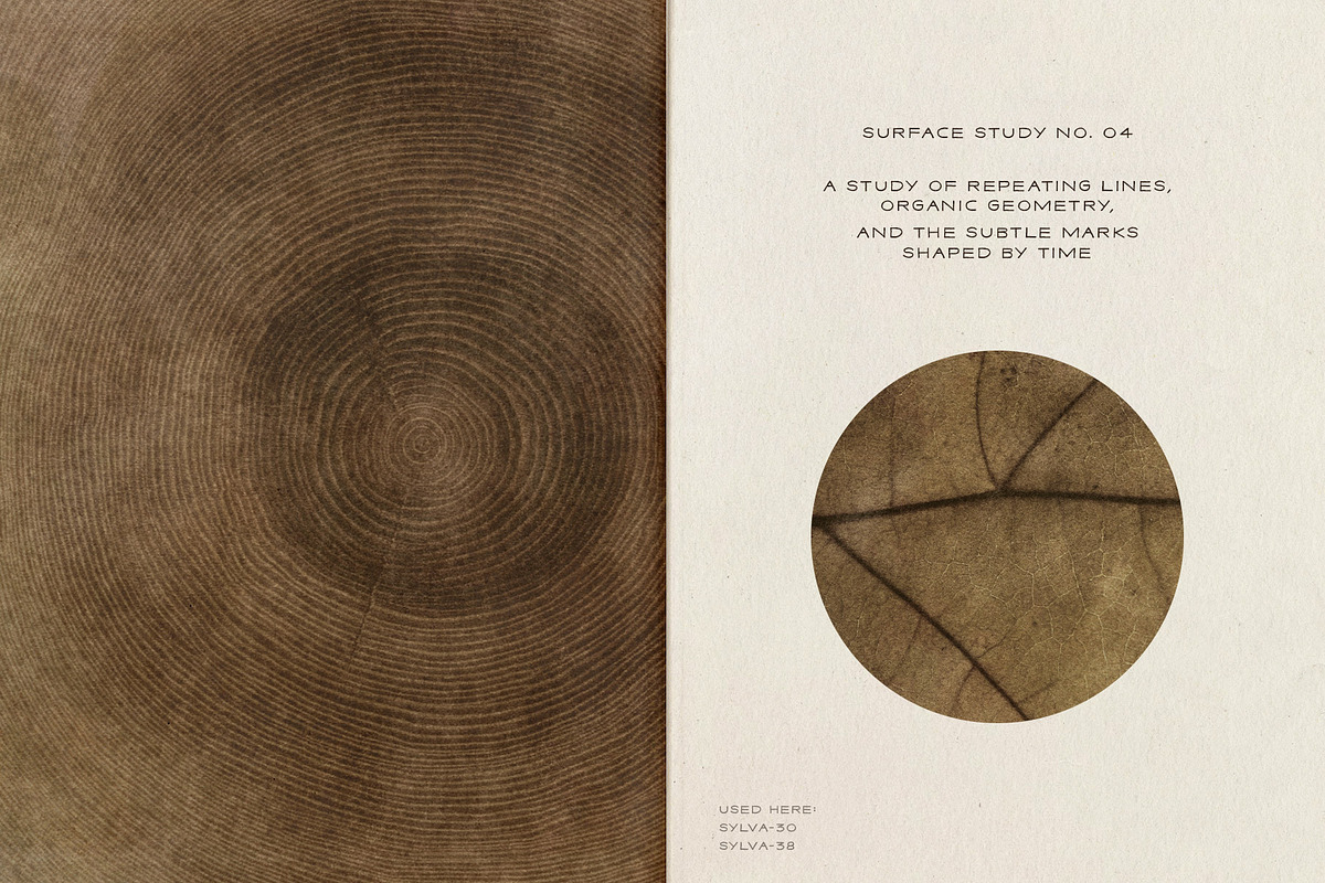 Sylva Textured Botanical Backgrounds, a Background Graphic by alonahaidash (Photo 4 of 15)