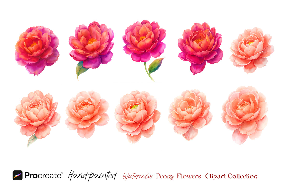 Watercolor Peony Flowers Clipart, an Object Illustration by crafty (Photo 9 of 10)