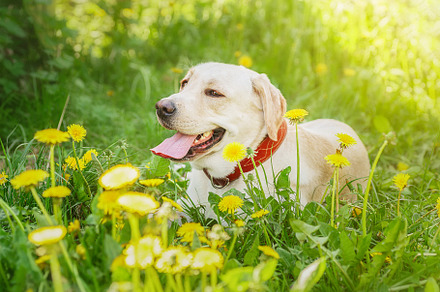 dog labrador retriever fawn color in