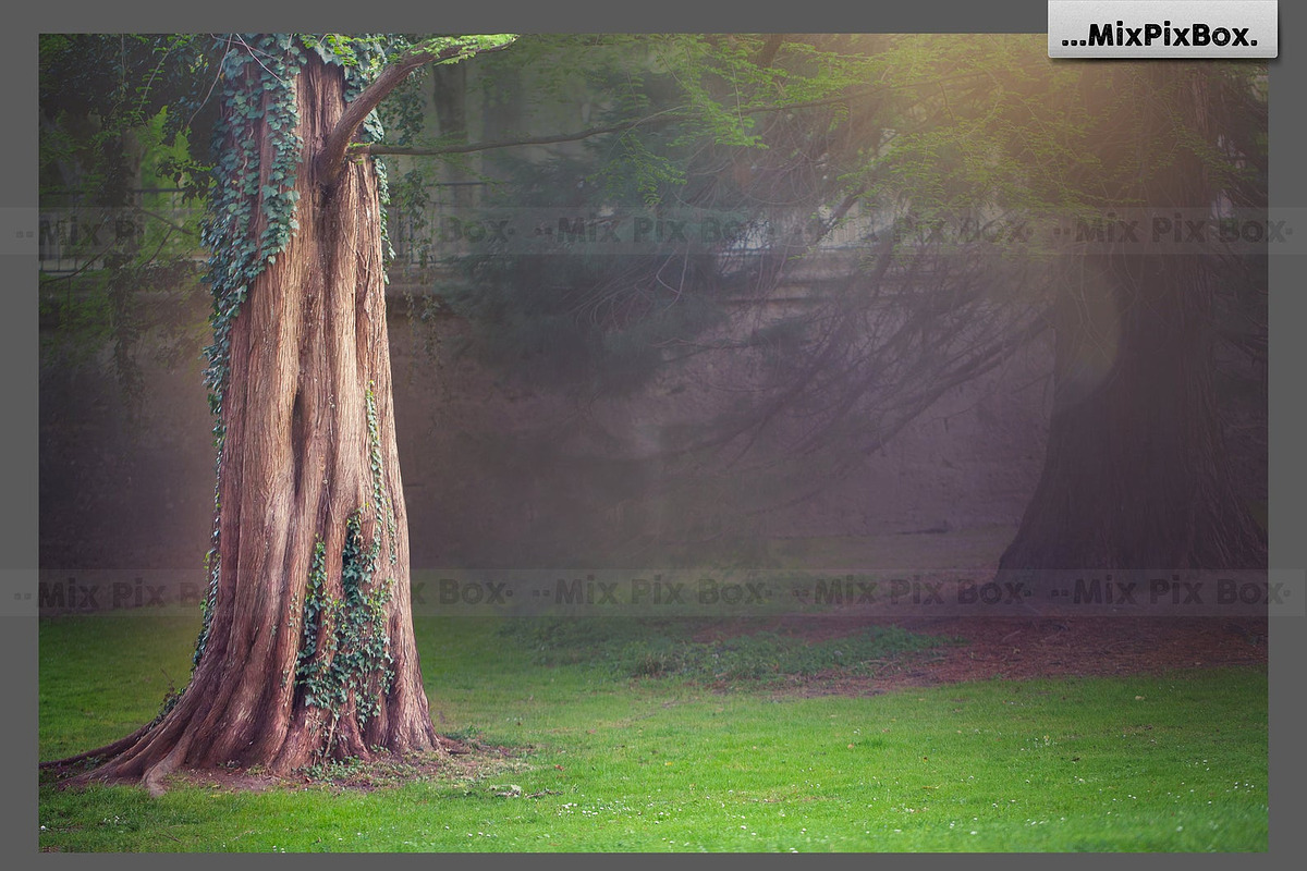 Forest Squirrels Backdrop, a Wallpaper Graphic by MixPixBox (Photo 3 of 3)