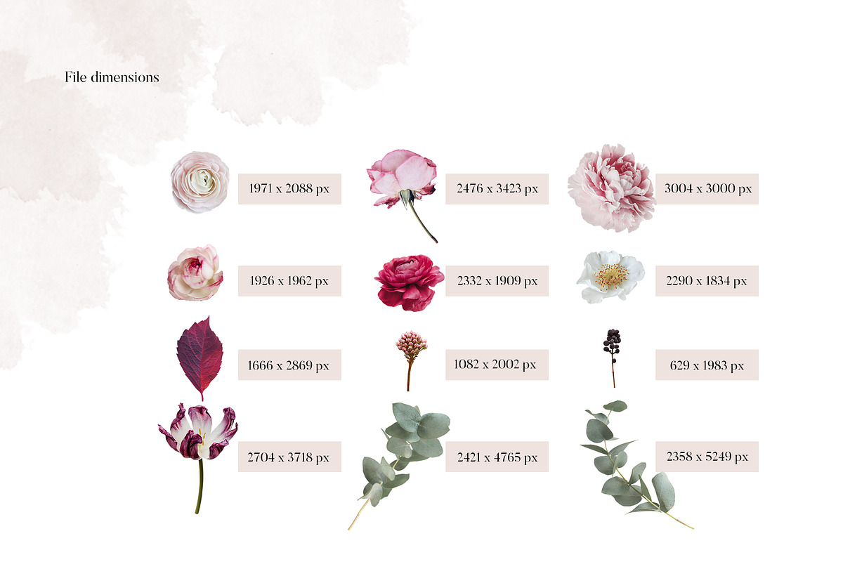 Isolated real flowers clipart set, an Object Graphic by The Graphic Parade (Photo 7 of 14)