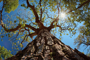 98 Trees view from below, a Nature Photo by Handmadefont (Thumbnail 7 of 98)