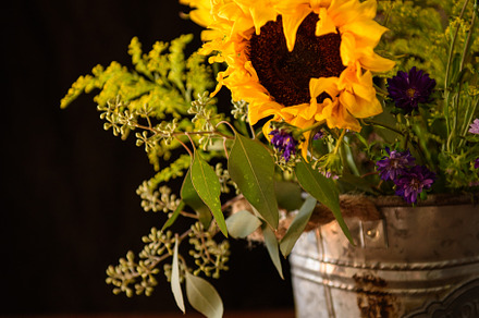 Sunflowers, a Nature Photo by Laurie Vengoechea