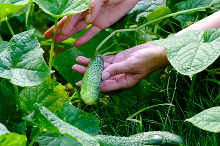 Female farmer picking cucumbers, a Food & Drink Photo by photoguns