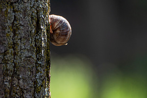 A snail on the tree bark in the summer park