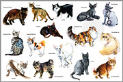 Pedigree Cats Watercolor Set, an Animal Illustration by FineArt (Thumbnail 4 of 9)