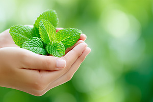 Hands holding fresh green mint leaf, a Nature Photo by MistyDay