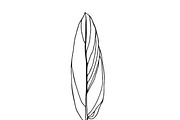 Palm Leaves svg, Botanical png, a Decorative Illustration by Watercolor_Vector Graphic (Thumbnail 19 of 25)