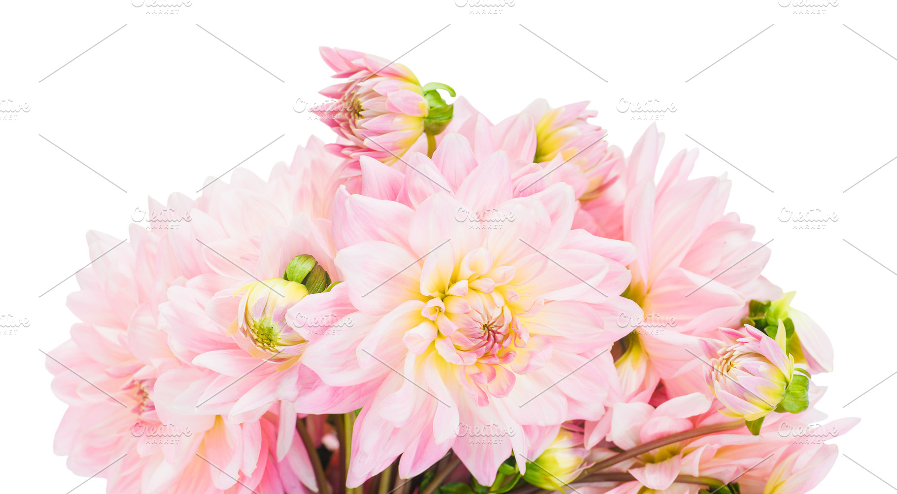 Bouquet of pink dahlias on a white background isolate, a Nature Photo by oleghz