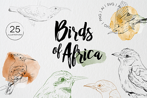 Birds of Africa Illustrations