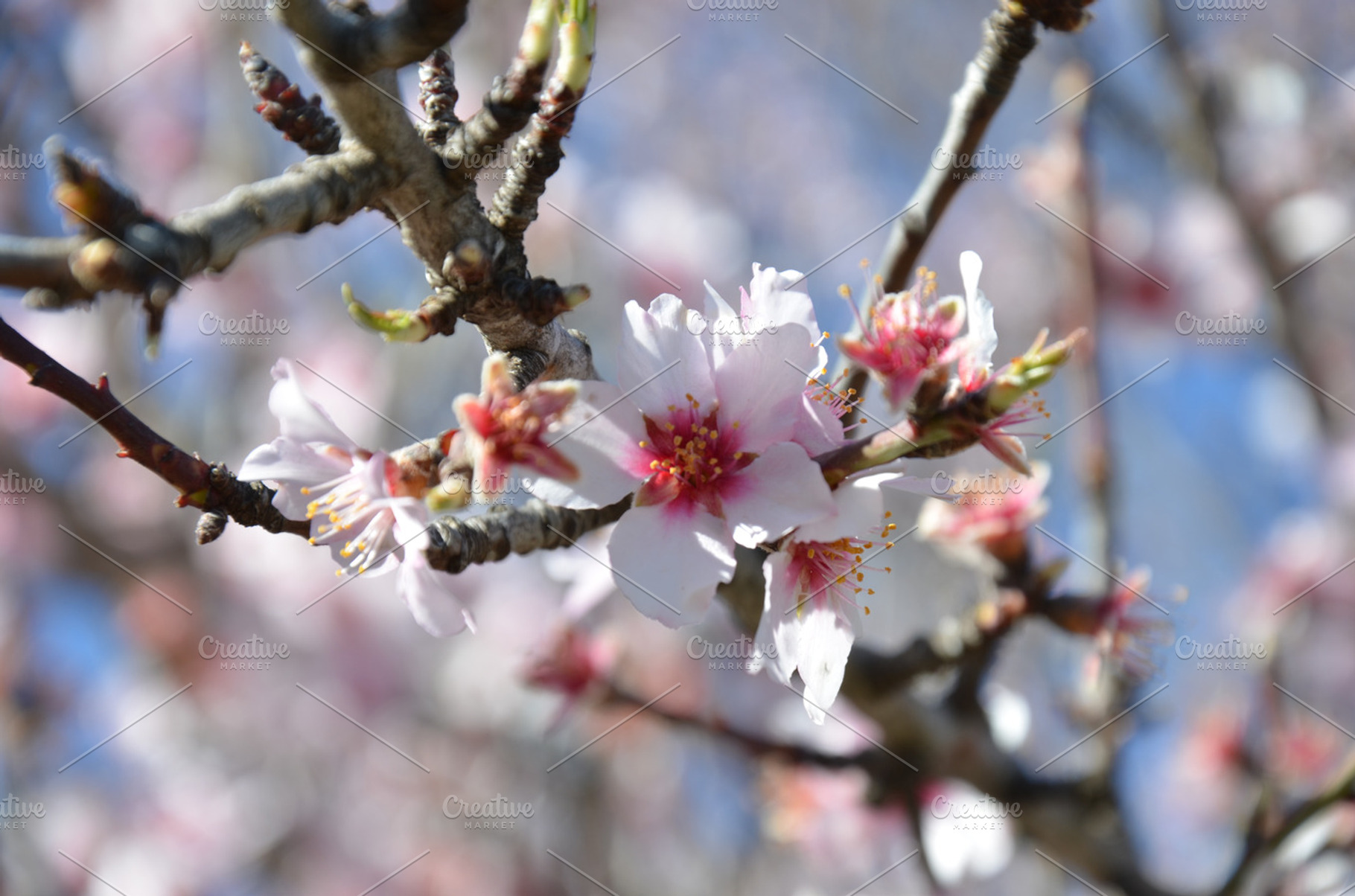 Almond Tree Blossoms Featuring Nature Nature Photography And Almond