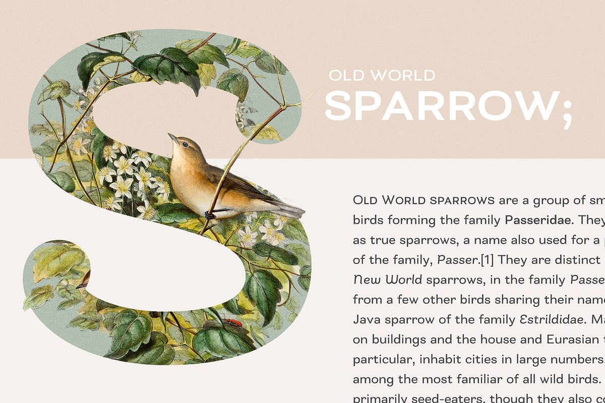 Bakewell Complete Family, a Sans Serif Font by Kimmy Design (Photo 2 of 14)