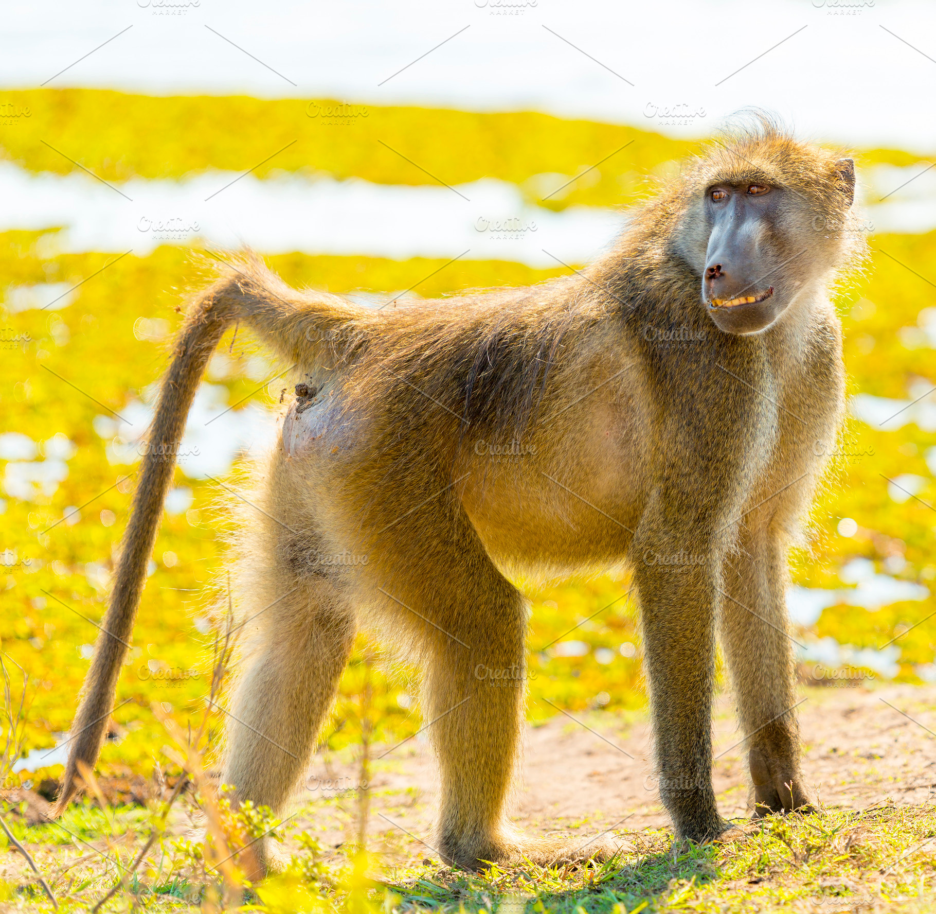 Cape Baboon, an Animal Photo by THP Creative