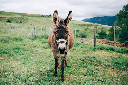 Cute little donkey, an Animal Photo by DeRepente