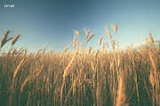 Haze Photoshop Actions, an Action Add-On by Photography Planet (Thumbnail 1 of 5)