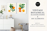 168 Vintage Botanical Illustrations, a Decorative Illustration by Olga Begak Art & Design (Thumbnail 1 of 9)