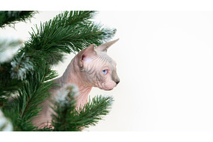 Sphynx Cat surrounded by Xmas tree, an Animal Photo by Alexander-Piragis