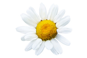 White flower daisy camomile, a Nature Photo by Vapi