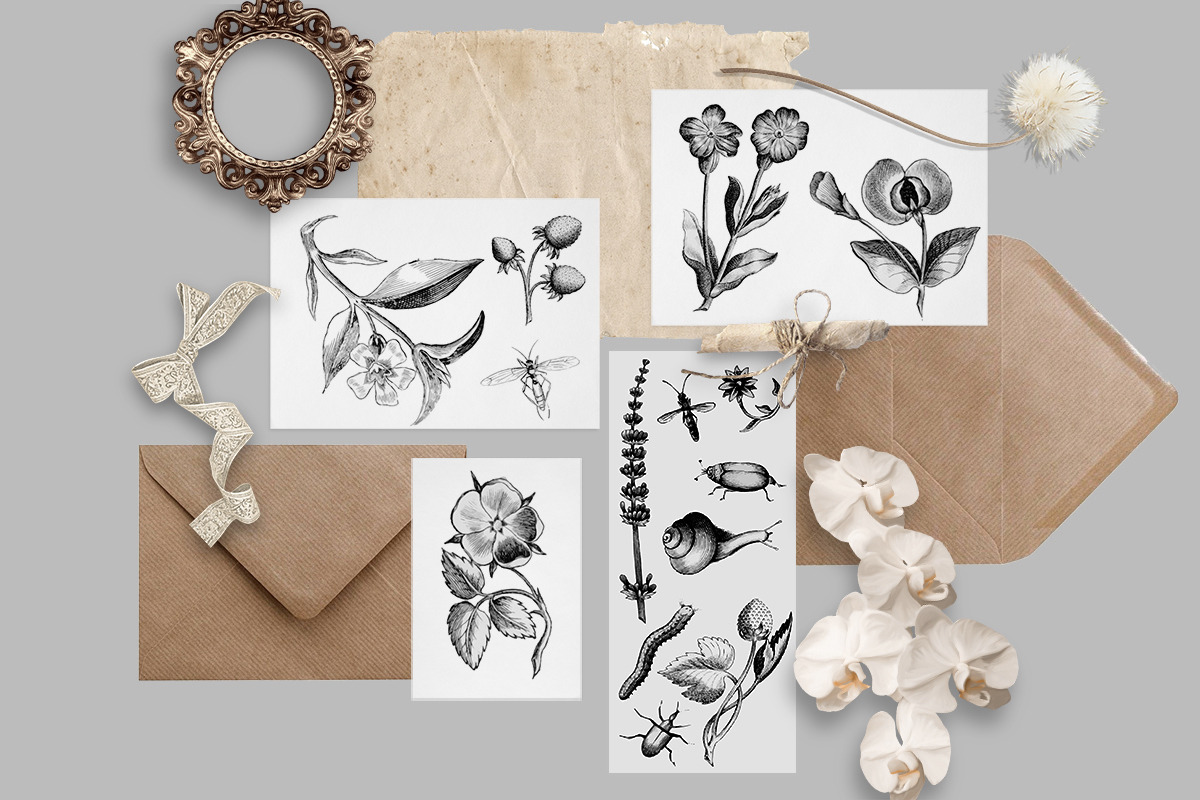 Vintage Engraved Botanical Elements, an Illustration by Jennadesigns (Photo 2 of 12)