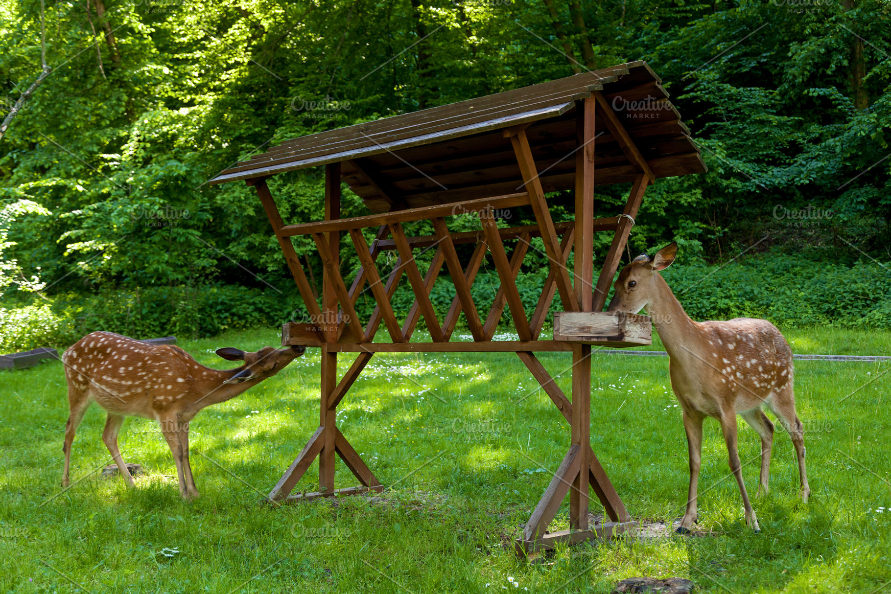 Young spotted deer in the forest on a clearing, an Animal Photo by Photostock