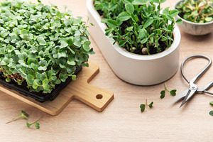 Microgreens growing kit with scissors on wooden table, a Food & Drink Photo by Olena Rudo