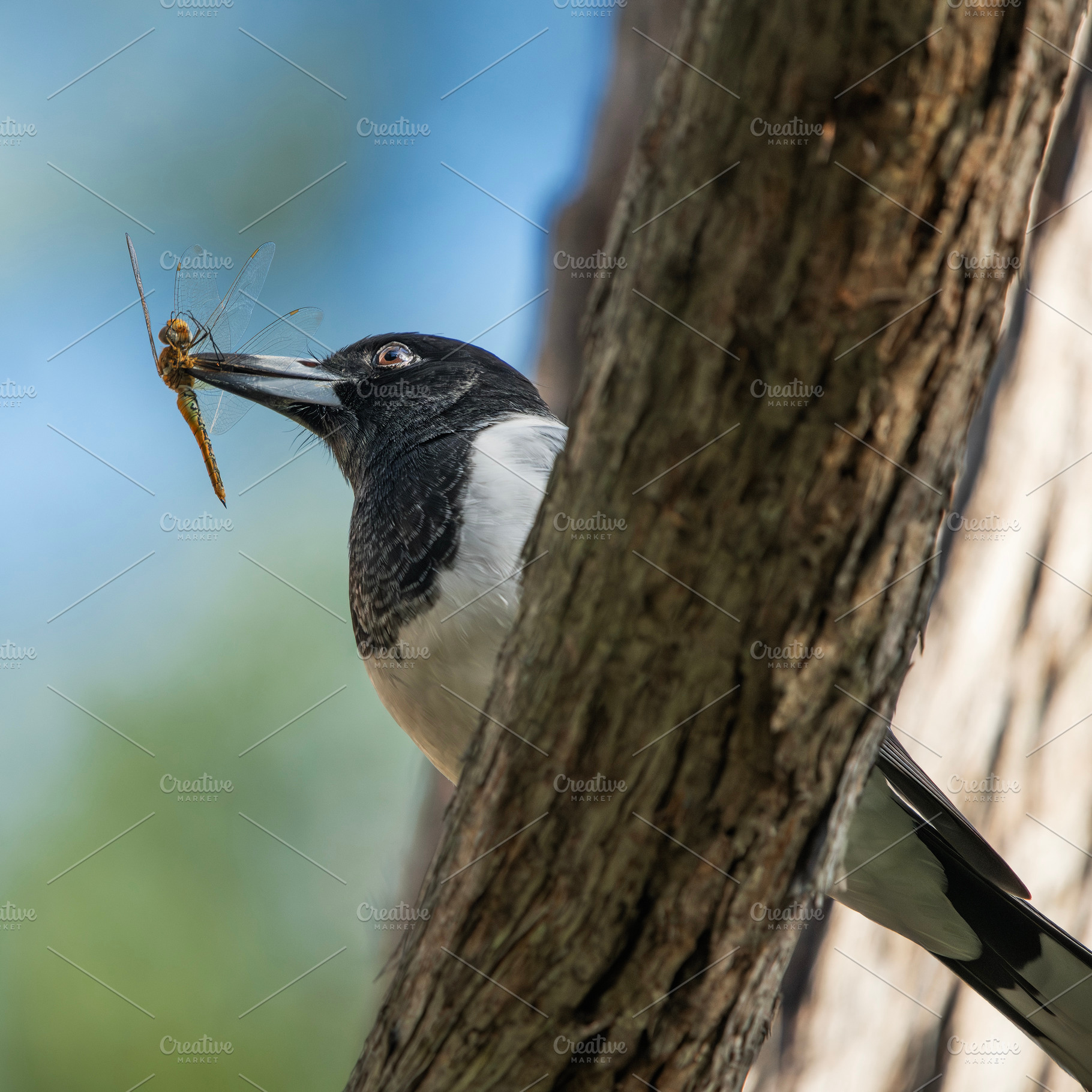 Pied Butcherbird, an Animal Photo by Rob D Animal Photography