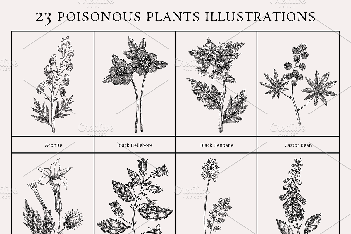 Poisonous Plant Vector Illustrations, an Object Graphic by Yevheniia (Photo 10 of 11)