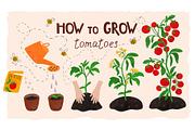 Tomatoes growing poster. Life cycle, an Education Illustration by Tani Kuzminka (Thumbnail 1 of 3)