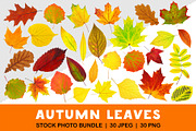 30 colorful autumn leaves, an Object Graphic by Fruits+Veggies (Thumbnail 1 of 3)