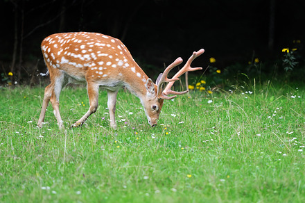 Deer featuring deer, animal, and mammal, an Animal Photo by Byrdyak