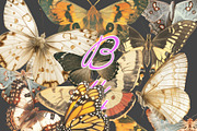 Moth and Butterflies, an Object Graphic by TheCuteShop (Thumbnail 2 of 9)
