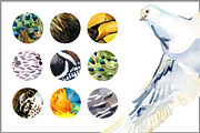Watercolor Birds collection PNG, an Animal Illustration by FineArt (Thumbnail 7 of 7)