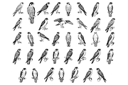 Falcon Engraving Illustration Set, an Object Graphic by RT Studio (Thumbnail 3 of 4)