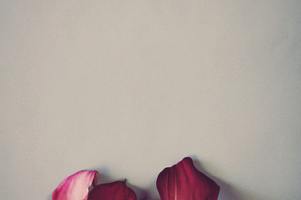 Calla Lillies, a Nature Photo by Jessica Torres